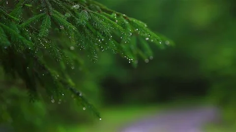 Raindrops on the Christmas tree Video stock 80020330