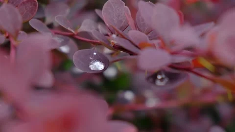 Raindrops of clear water on foliage Stock Footage 155234284