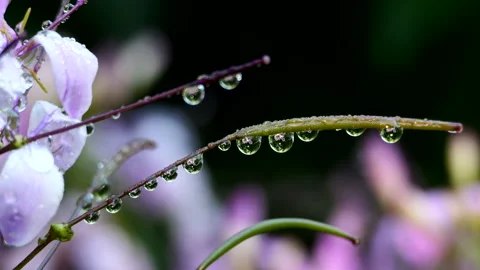 Raindrops on Cleome flower 스톡 동영상 202990692