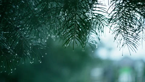 Raindrops cling to needles on a pine branch Vidéo 194656907