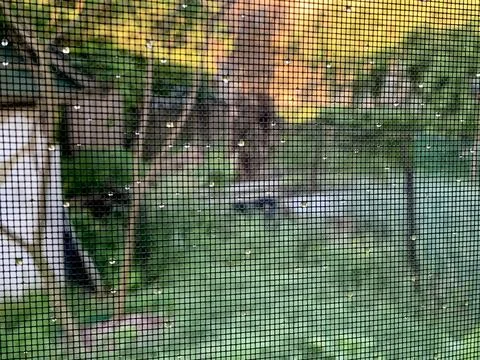Raindrops cling to a window screen, blurring the view of a backyard filled with Stock Photos