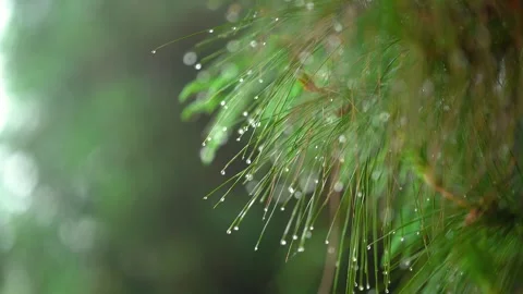 Raindrops Clinging to Pine Needles After Rain in a Serene Forest Setting Stock Footage 341872588