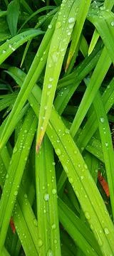 Raindrops for a close-up background Stock Photos