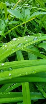 Raindrops for a close-up background Stock Photos