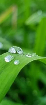 Raindrops for a close-up background Stock Photos