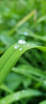 Raindrops for a close-up background Stock Photos