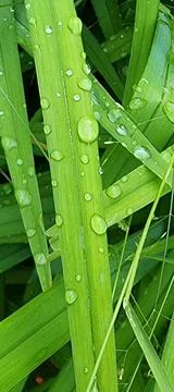 Raindrops for a close-up background Stock Photos