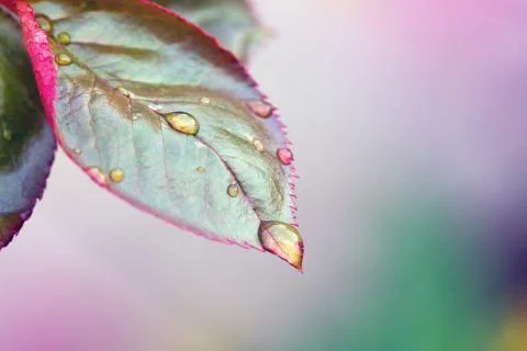 Raindrops close up on rose bush branch. Stock Photos