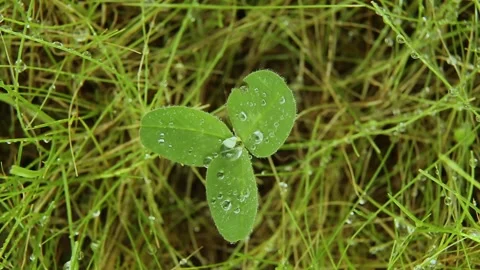 Raindrops on clover leaves. Clover is spinning against green grass. Stock Footage 242490584