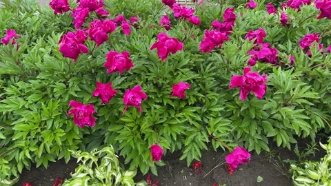 Raindrops clung to the soft peony bud, making it look like a jewel Vídeo Stock 321152667