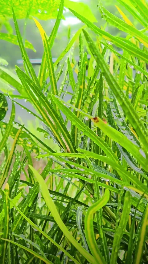 Raindrops on Codiaeum Variegatum Leaves Stock Footage 316279643
