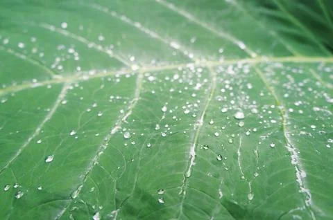 Raindrops collect on a tropical leaf's surface Stock Photos