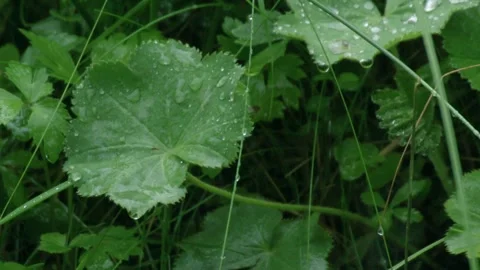 Raindrops collecting on broad leaf in slow motion close-up Stockbeeldmateriaal 332464695