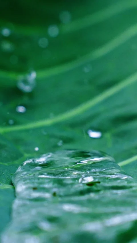 Raindrops collecting on a lush green leaf in a serene garden Stock Footage 309017695