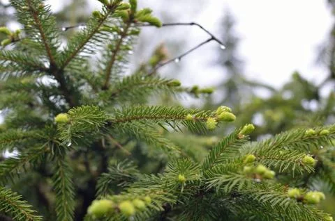 Raindrops on Conifer Branch Stock Photos