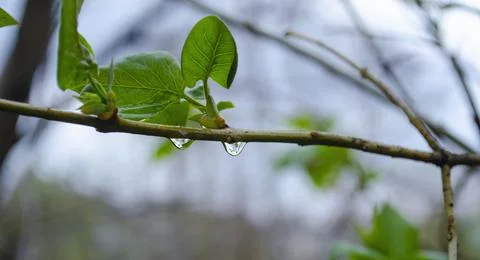 Raindrops on coniferous branches close-up. Soft focus, low key. Atmospheric n Stock Photos