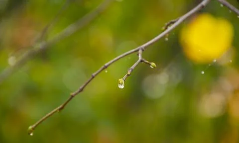 Raindrops on coniferous branches close-up. Soft focus, low key. Atmospheric n Stock Photos