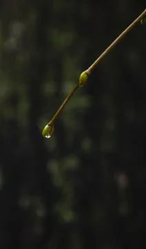 Raindrops on coniferous branches close-up. Soft focus, low key. Atmospheric n Stock-Fotos