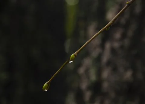 Raindrops on coniferous branches close-up. Soft focus, low key. Atmospheric n 库存照片