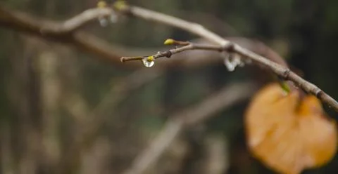 Raindrops on coniferous branches close-up. Soft focus, low key. Atmospheric Foto stock