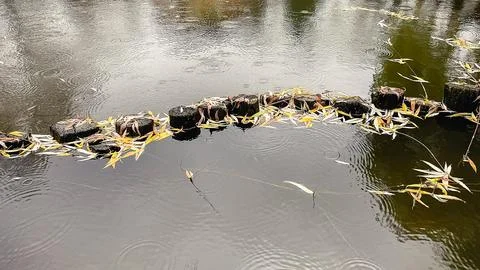 Raindrops create ripples on dark water surface with fallen autumn leaves an.. Stock Photos