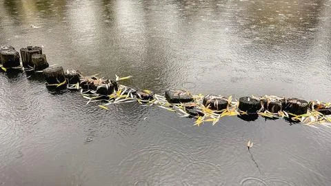 Raindrops create ripples on dark water surface with fallen autumn leaves an.. Stock Photos