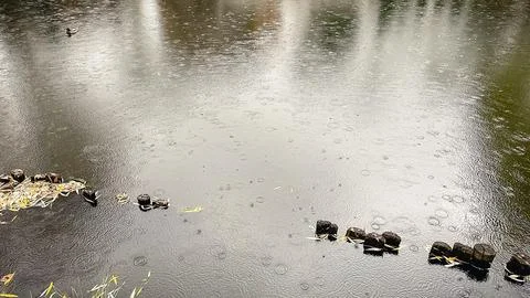 Raindrops create ripples on dark water surface with fallen autumn leaves an.. Stock Photos