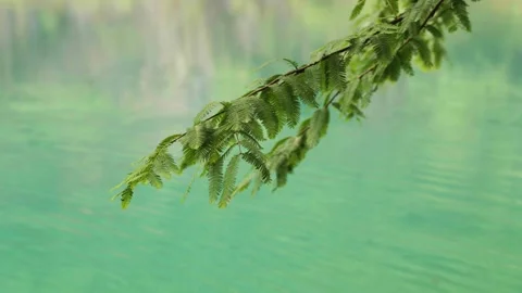 Raindrops create rippling patterns on a tranquil pond Stock Footage 310321095