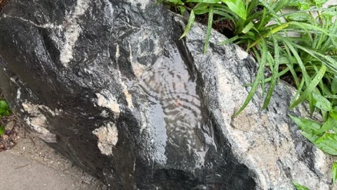 Raindrops Creating Circular Ripples in Puddle on Wet Rock 스톡 동영상 342801665