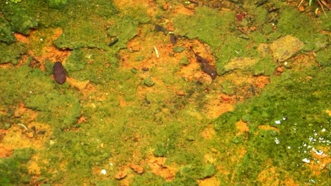 Raindrops creating circular waves in shallow water on natural ground Stock Footage 323974961