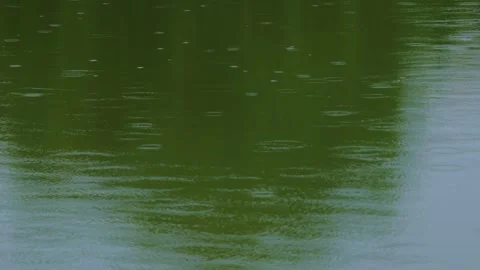Raindrops Creating Concentric Ripples on Green Pond Water Surface Stock Footage 336531749