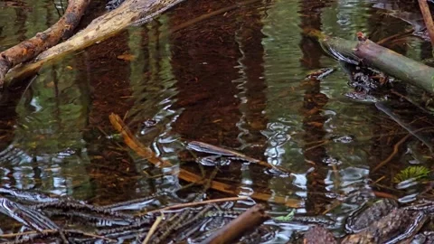 Raindrops creating ripples on a forest stream with tree reflections Stock-Footage 344980769