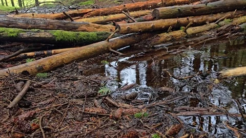 Raindrops creating ripples on a forest stream with  reflections Video stock 344980790