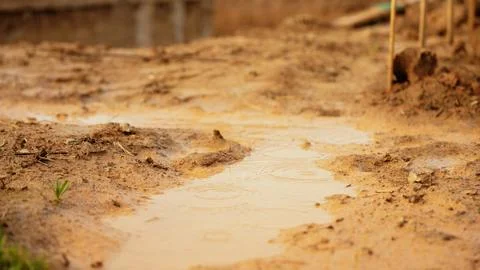 Raindrops creating ripples in a muddy construction puddle Stock Photos