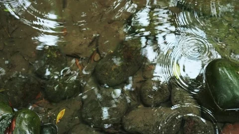 Raindrops creating ripples on the surface of a clear shallow forest stream Stock Footage 341941085