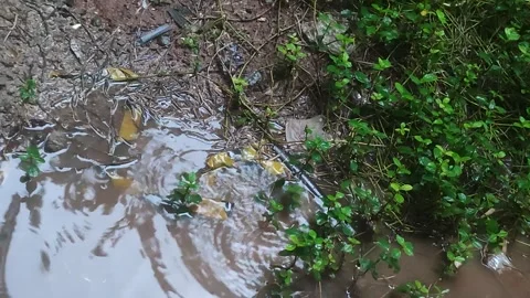 Raindrops Creating Ripples on Wet Leaves 库存影片 327950908
