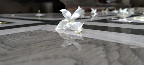 Raindrops on Crepe Jasmine with Blooming White Flowers | Lush Tropical Scene Stock Footage 294701182