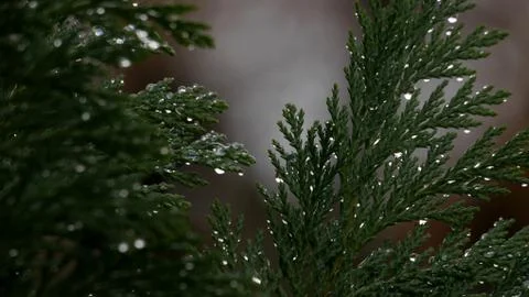 Raindrops on cypress leaves Stock Photos