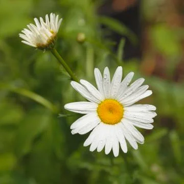 Raindrops on a daisy Stock Photos