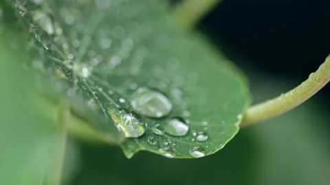 Raindrops Dancing on Nasturtium Leaves Stock Footage 241536885