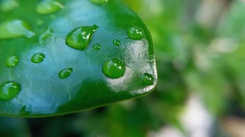 Raindrops on dark green leaf. Foto stock