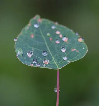 Raindrops on Delicate Bleeding Heart Leaf Stock Photos