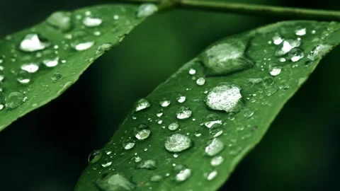 Raindrops, dew, and leaves close-up Stock Footage 259122062
