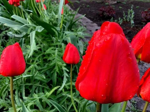 Raindrops Dew drops on a red tulip Bright and saturated colors Stock Photos