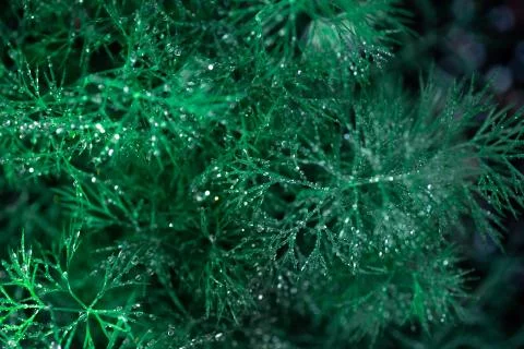 Raindrops on a dill plant Stock Photos