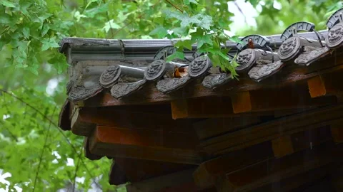 Raindrops drip from the eaves Vídeos de archivo 344705947