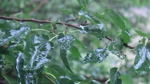 Raindrops drip on the green foliage of the tree close-up. Stockbeeldmateriaal 150236122