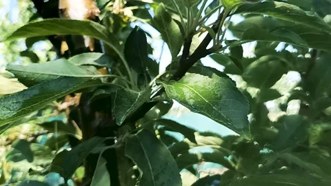 Raindrops drip on green leaves Stock Footage 197791828