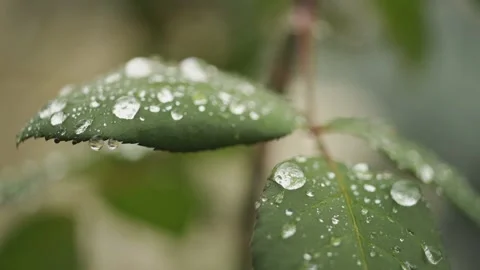 Raindrops drip on the leaves. Stock Footage 220649522