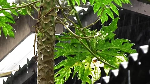 Raindrops drip on papaya leaves Stock Footage 304081886